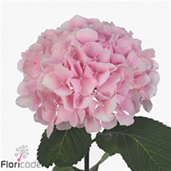 Hydrangea M Mariama 80cm A1 Col-Blue