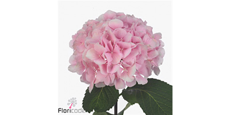 Hydrangea M Mariama 80cm A1 Col-Blue