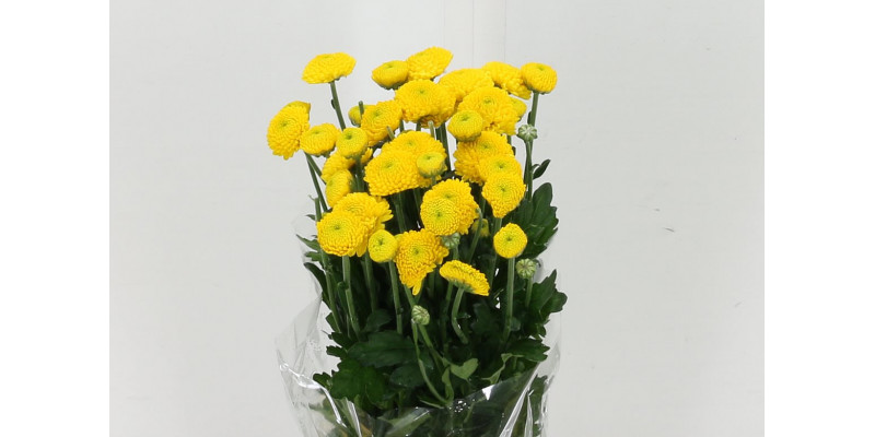 Chrysanthemums T Limoncello 65cm A1 Col-Yellow
