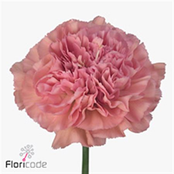 Dianthus St Pink Lege 70cm  Col-Old Pink