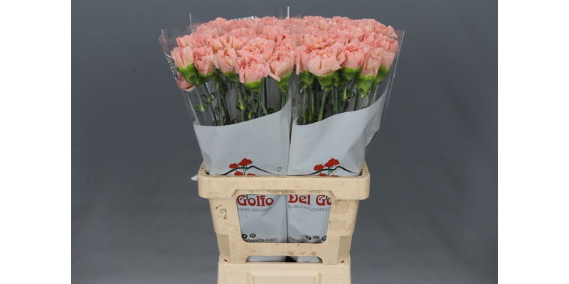 Dianthus St Lege Marrone 70cm  Col-Peach