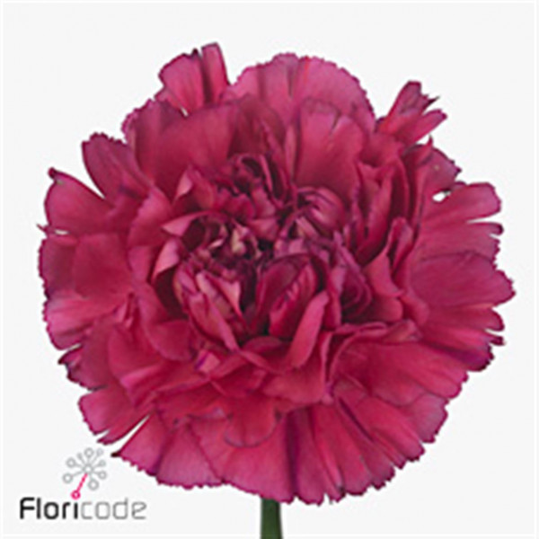 Dianthus St Bernard 70cm  Col-Pink