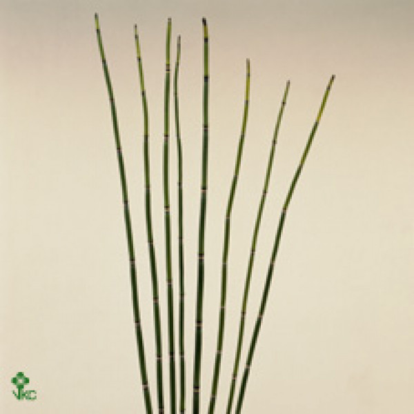 Bamboe / Rush 75cm A1 Col-Green