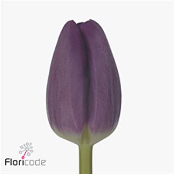 Tulips En Bullit 44cm  Col-Purple