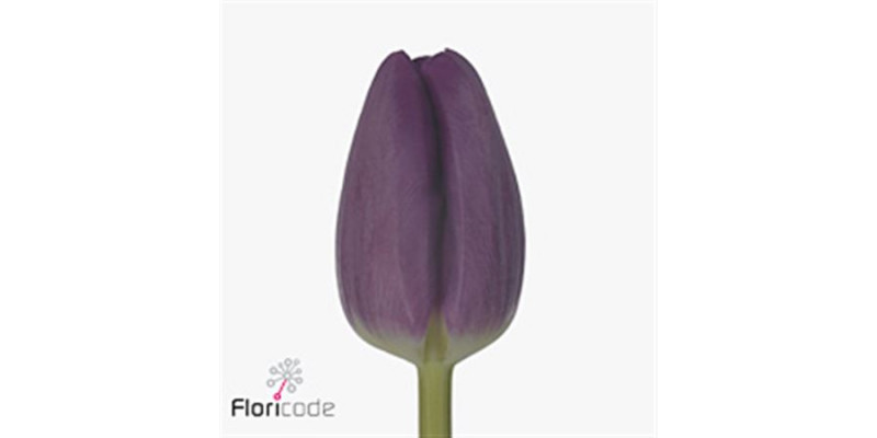 Tulips En Bullit 44cm  Col-Purple