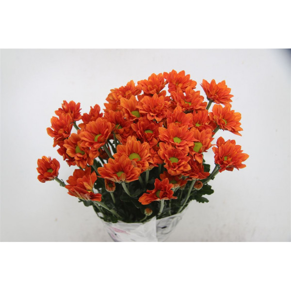 Chrysanthemums T Marcato 70cm A1 Col-Red