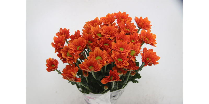 Chrysanthemums T Marcato 70cm A1 Col-Red