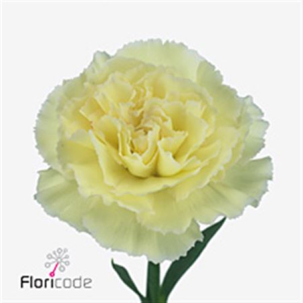 Dianthus St Poirot Giallo 65cm A1 Col-Yellow