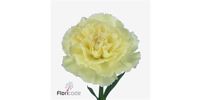 Dianthus St Poirot Giallo 65cm A1 Col-Yellow