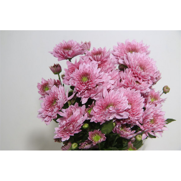 Chrysanthemums T Romance 70cm A1 Col-Pink