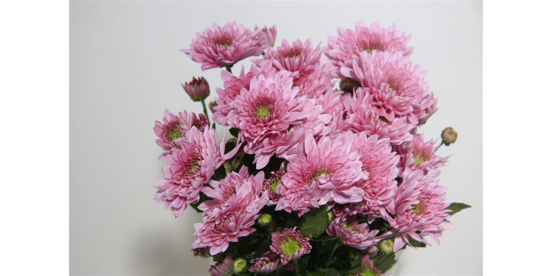 Chrysanthemums T Romance 70cm A1 Col-Pink