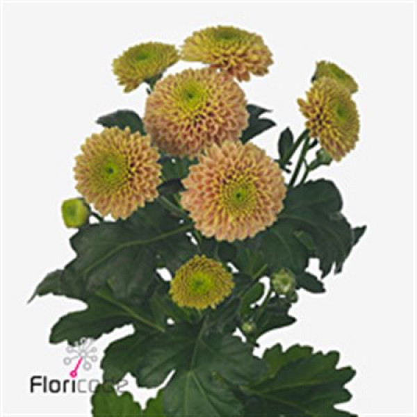 Chrysanthemums S Aaa Jeanny Pea 55cm A1 Col-Orange