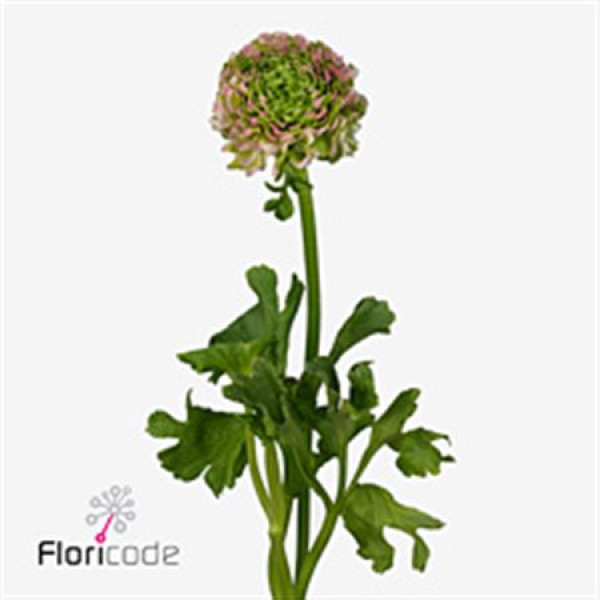 Ranunculus Ponpon Hermione Pink Extra 40cm A1 Col-Pink