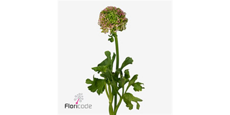 Ranunculus Ponpon Hermione Pink Extra 40cm A1 Col-Pink