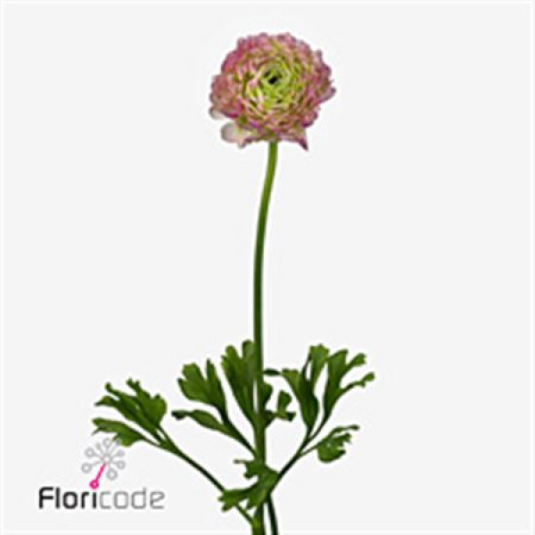 Ranunculus Ponpon Malva Extra 45cm A1 Col-Cerise