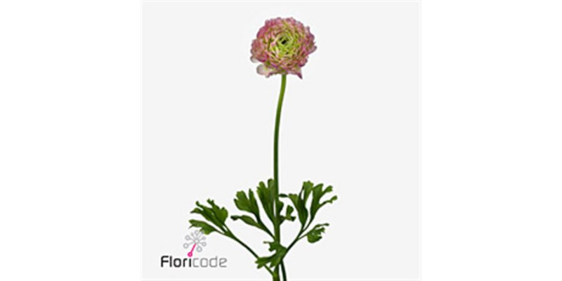 Ranunculus Ponpon Malva Lila Extra 45cm A1 Col-Cerise