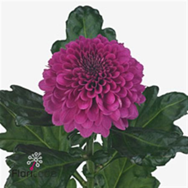 Chrysanthemums G Barca Splendid 70cm A1 Col-Red Purple