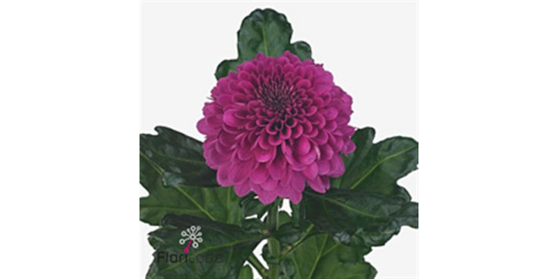 Chrysanthemums G Barca Splendid 70cm A1 Col-Red Purple