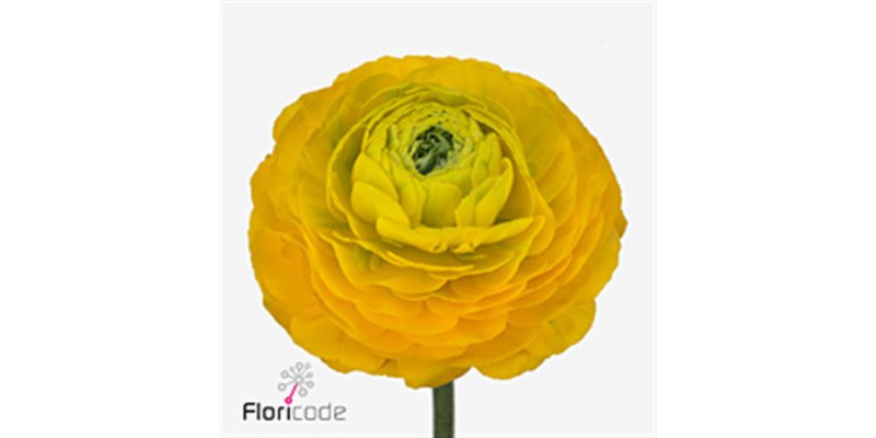 Ranunculus Pon-pon Luna Extra 45cm  Col-Yellow