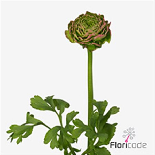 Ranunculus Ponpon Aurora Extra 45cm A1 Col-Dark Red