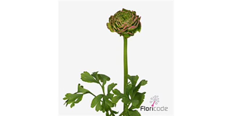 Ranunculus Ponpon Aurora Extra 45cm A1 Col-Dark Red