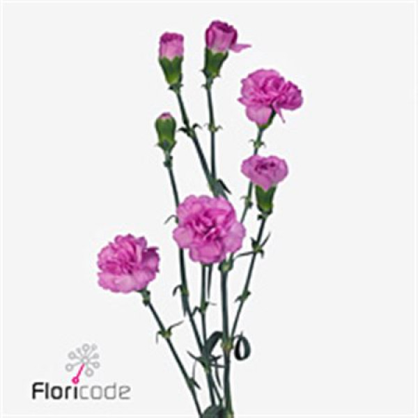 Dianthus Tr Mirafiori Select 65cm A1 Col-Milka