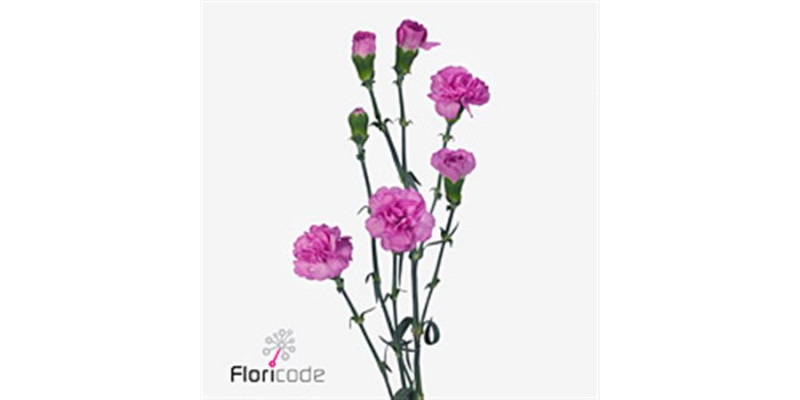 Dianthus Tr Mirafiori Select 65cm A1 Col-Milka