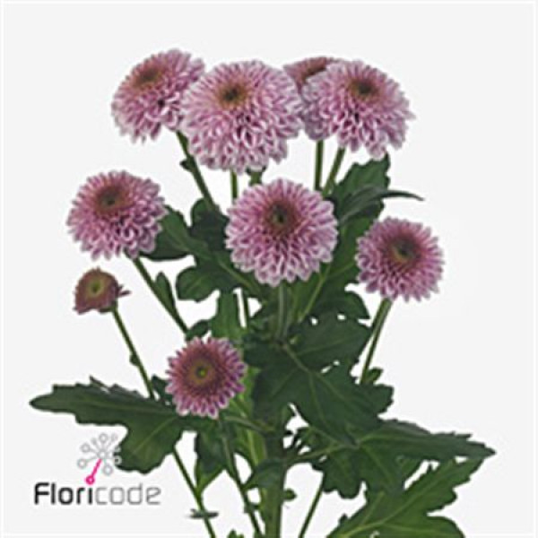 Chrysanthemums S Aaa Doria Pink 55cm A1 Col-Pink