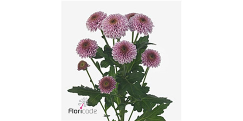 Chrysanthemums S Aaa Doria Pink 55cm A1 Col-Pink