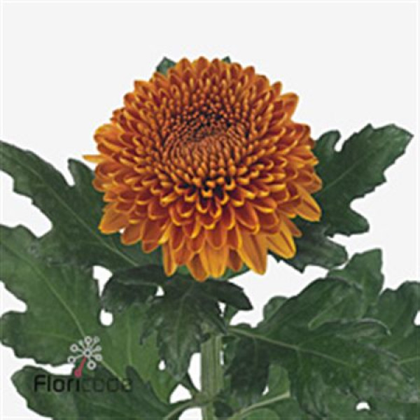 Chrysanthemums G Paladov Dark 75cm A1 Col-Orange