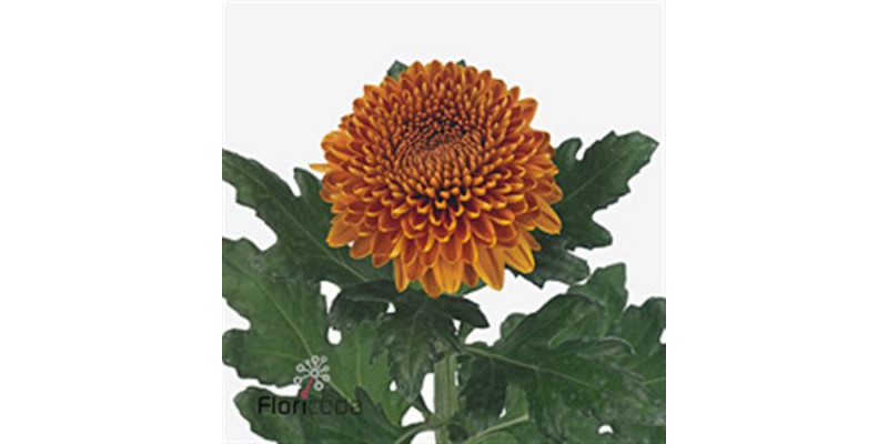 Chrysanthemums G Paladov Dark 80cm A1 Col-Orange