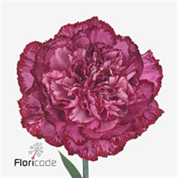 Dianthus St Bacarat 70cm A1 Col-Bicolor