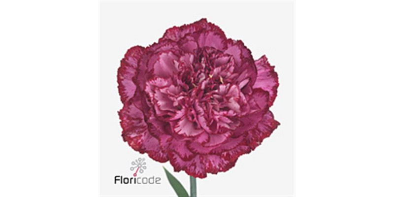 Dianthus St Bacarat 70cm A1 Col-Bicolor