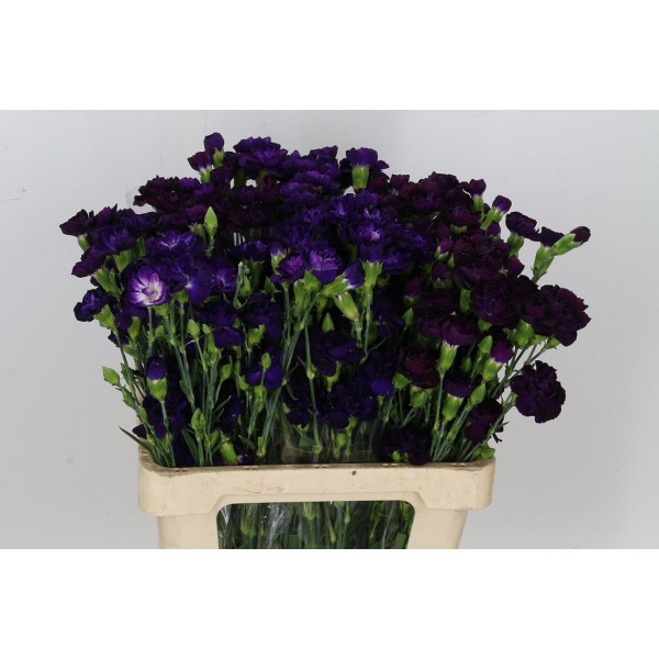 Dianthus Tr Moonvelvet 65cm A1 Col-Purple