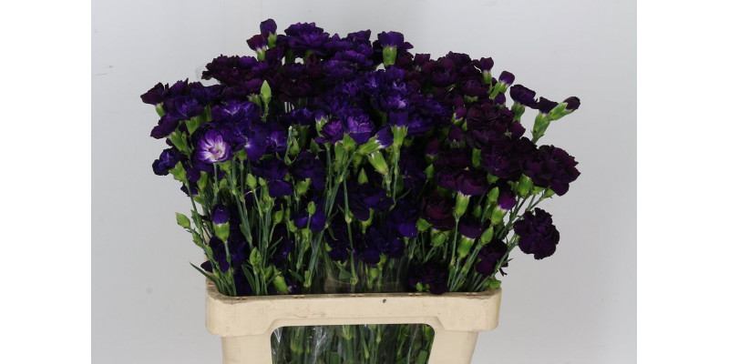 Dianthus Tr Moonvelvet 65cm A1 Col-Purple