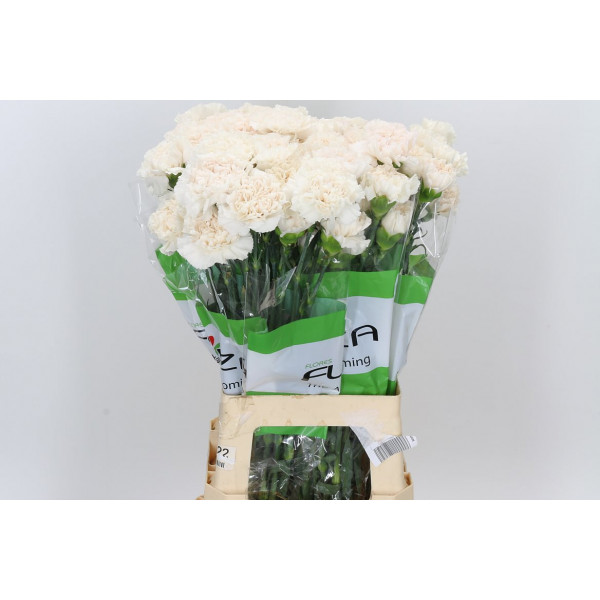 Dianthus St Moon Golem 70cm  Col-Cream