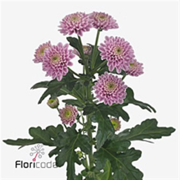 Chrysanthemums S Ellison Pink 55cm A1 Col-Pink