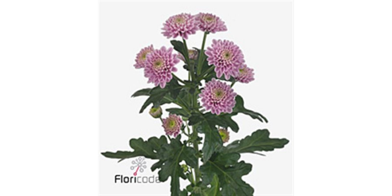 Chrysanthemums S Ellison Pink 55cm A1 Col-Pink