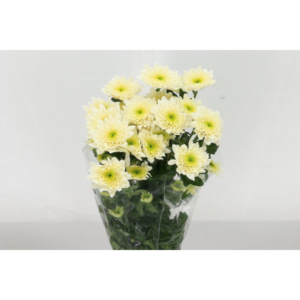 Chrysanthemums T Sorbet Vanilla 70cm A1 Col-Cream