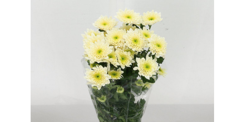 Chrysanthemums T Sorbet Vanilla 70cm A1 Col-Cream