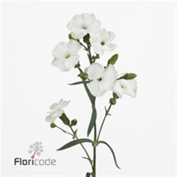 Dianthus Solomio Ard Wit X20 65cm A1 Col-White