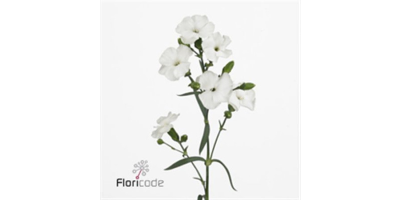 Dianthus Solomio Ard Wit X20 65cm A1 Col-White