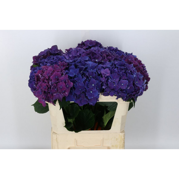 Hydrangea M Roy Queen 80cm A1 Col-Purple