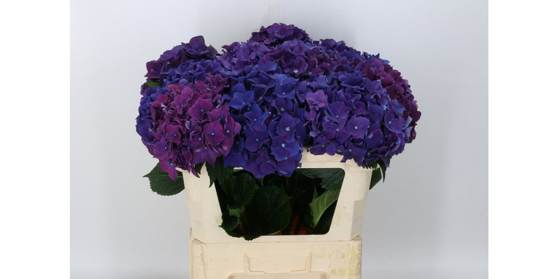 Hydrangea M Roy Queen 80cm A1 Col-Purple