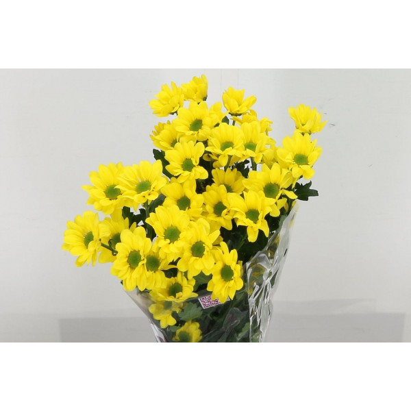 Chrysanthemums T Copa 70cm A1 Col-Yellow