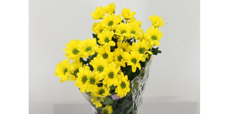 Chrysanthemums T Copa 70cm A1 Col-Yellow