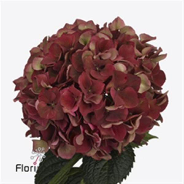 Hydrangea M Mag Pi Rub Cl A1 Col-Cerise