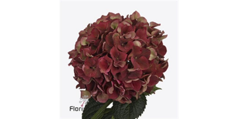 Hydrangea M Mag Pi Rub Cl A1 Col-Cerise