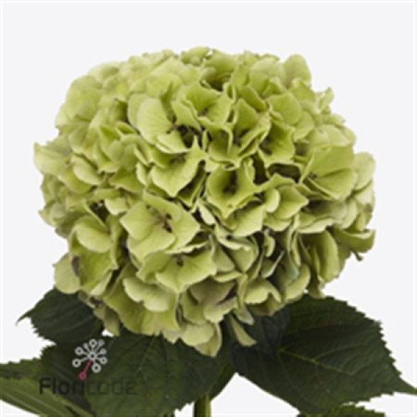 Hydrangea M Roy Benefi Cl A1 Col-Bicolor