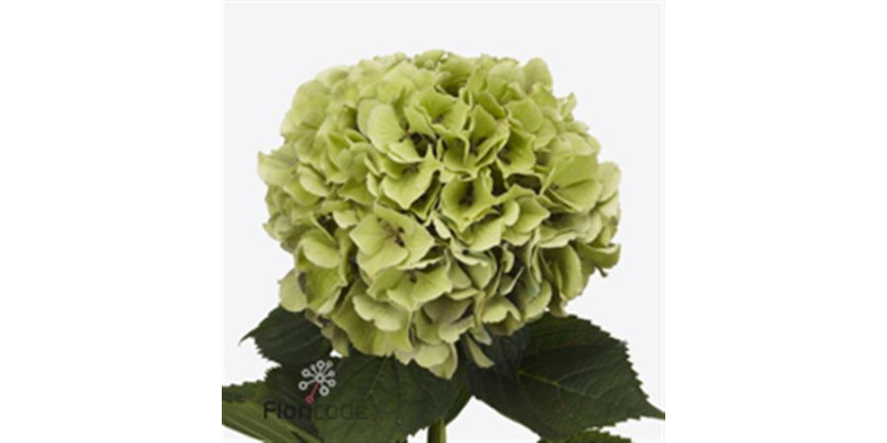 Hydrangea M Roy Benefi Cl A1 Col-Bicolor